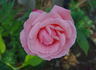 Elsa Knoll rose photo