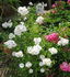 Niagara Falls rose photo