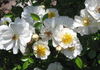 Niagara Falls rose photo
