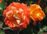 Berliner Luft rose photo