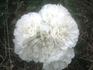 White Meillandina rose photo