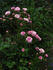 Pink Rosette rose photo