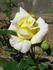 Promontor rose photo