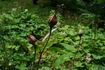 Desdemona rose photo