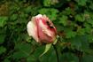 Desdemona rose photo