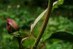 Desdemona rose photo