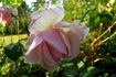 Desdemona rose photo