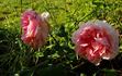 Desdemona rose photo
