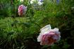 Desdemona rose photo
