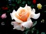 Marjolaine ® rose photo