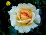 Marjolaine ® rose photo