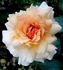 Marjolaine ® rose photo
