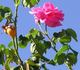 Margaret Turnbull rose photo