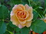 Indian Fema rose photo