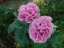 Southern Breeze rose photo