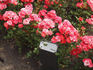 Hockey rose photo