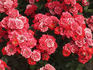 Hockey rose photo