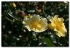 Flushing Meadow rose photo