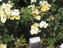 Melbourne Park rose photo