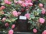 Noack's Blühendes Barock rose photo