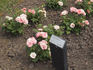 Pink Meillandina ® rose photo
