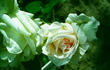 Palacky rose photo