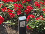 Polo rose photo