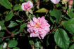 Rita Sammons rose photo