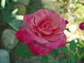 Mother's Rose rose photo