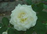 White Success rose photo