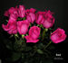 Ravel rose photo