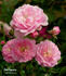 Pink Popcorn ™ rose photo