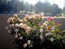 Marjolaine ® rose photo
