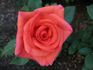 Tina Turner rose photo