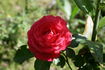 Belle de Dom ® rose photo