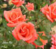 Cheer Up rose photo