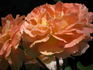 JAC 94-07856 rose photo