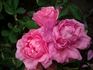 Nordhausen rose photo