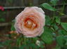 Just Peachy rose photo