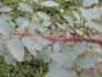 CPDLFED rose photo