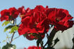 Tour Eiffel 2000 rose photo