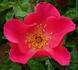 Bonnie Jean rose photo