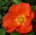 Christine rose photo