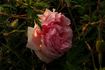 Desdemona rose photo