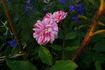 Oeillet panaché rose photo