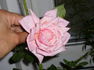 Ulster Monarch rose photo