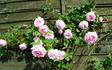 Blairii No. 1 rose photo