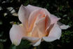 White Majesty rose photo