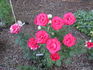 Canadian Northlight rose photo