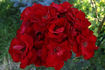 Tour Eiffel 2000 rose photo